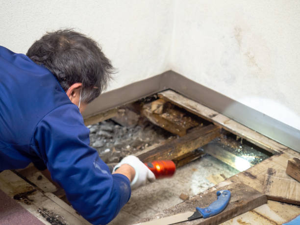 Best Commercial Mold Removal  in Mulberry, FL