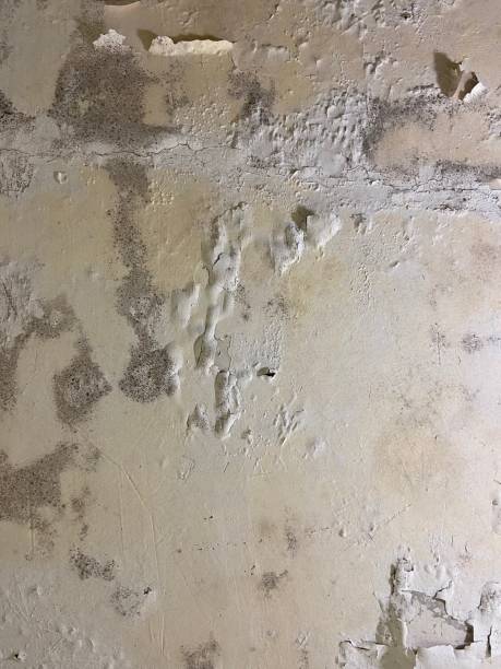Best Mold Damage Repair  in Mulberry, FL